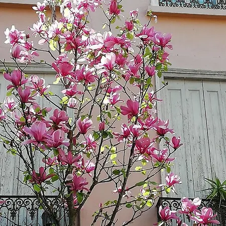Coeur De Perpignan